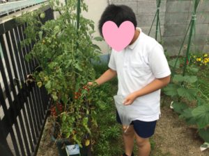 ミニトマトを収穫しました。
