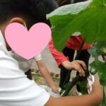 コミュニティガーデンの夏野菜の収穫体験