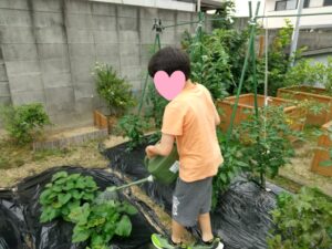 夏野菜の収穫体験