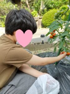 コミュニティガーデンの夏野菜の収穫体験